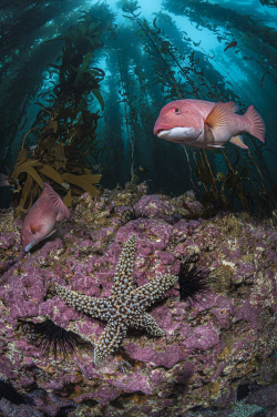 A pair of California sheep head and a giant sea star  in the kelp forest around one of California’s Channel Islands. (Photo courtesy: Hannes Klostermann, Winner of 2020 World Oceans Day  Photo Competition (Underwater Seascapes))